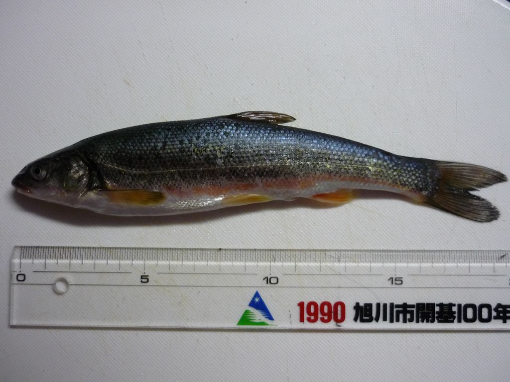 2 Tm釣り倶楽部